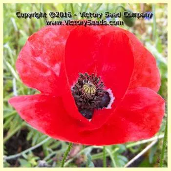 Flanders Poppy