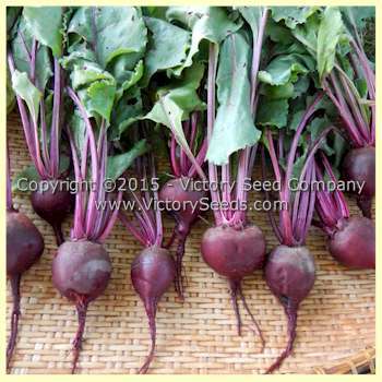 Boltardy Beet