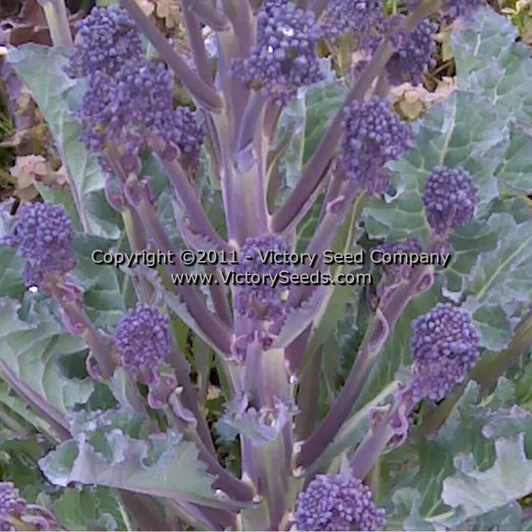 Early Purple Sprouting Broccoli