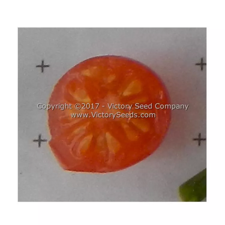 Everglades Tomato