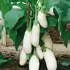Casper White Eggplant