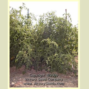 Livingston's Beauty Tomato