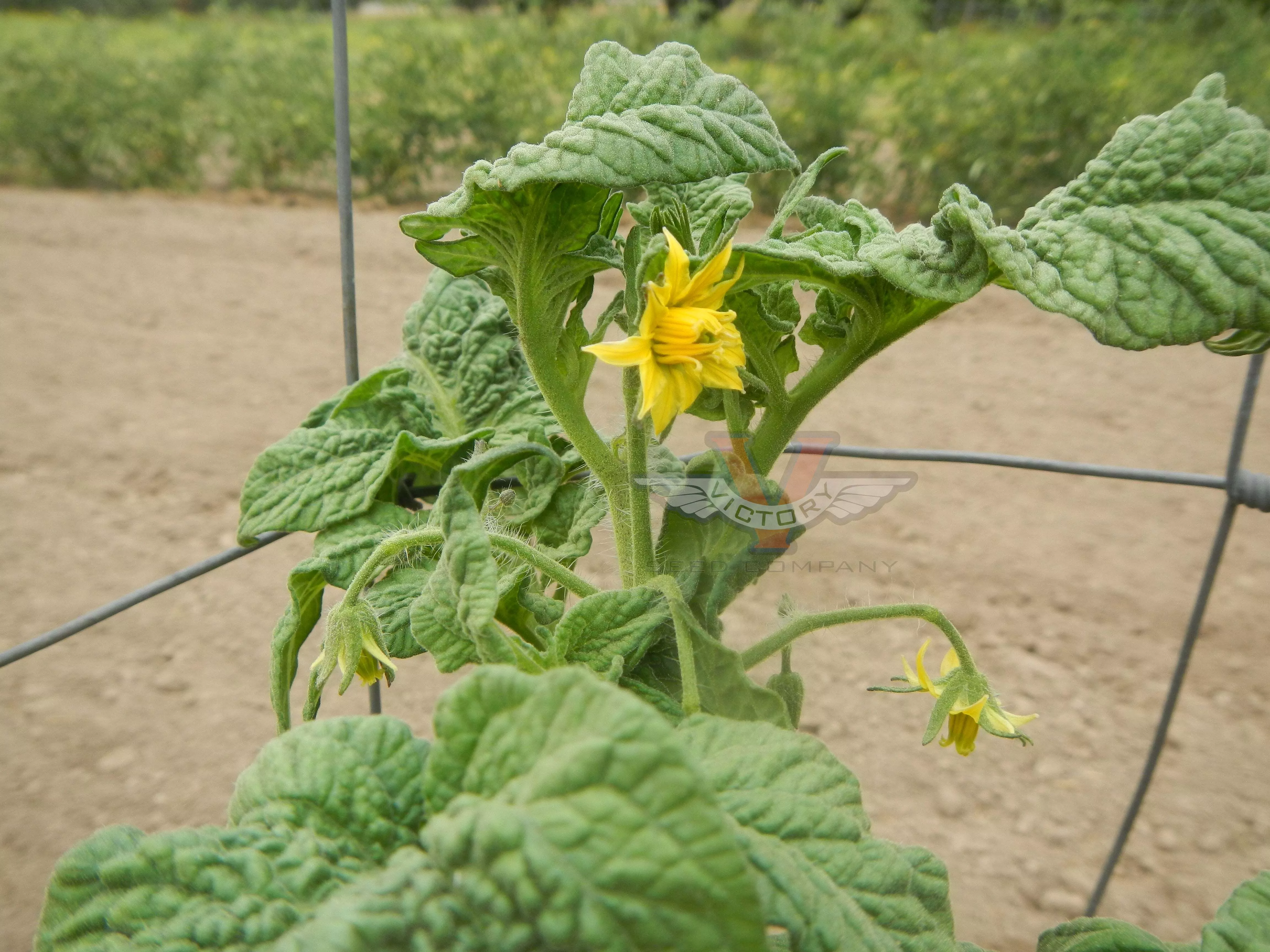 Dwarf Harmonic Convergence Tomato