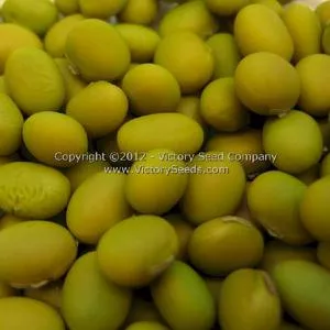 Tokio Vert Soybean