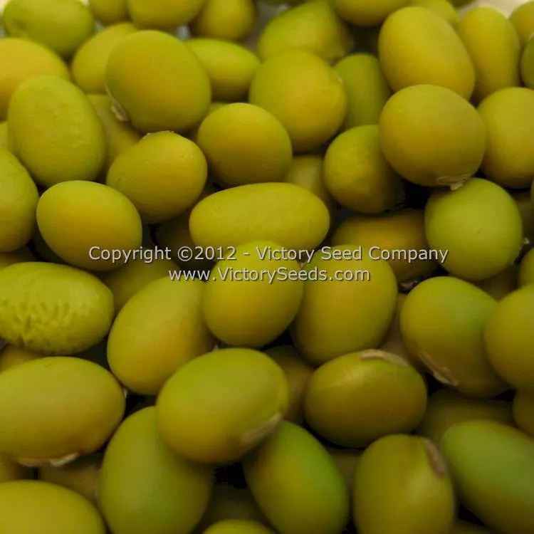 Tokio Vert Soybean