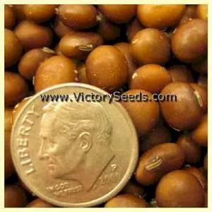 Ogemaw Soybean