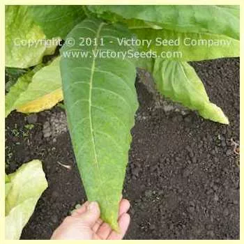 Kelly Burley Tobacco