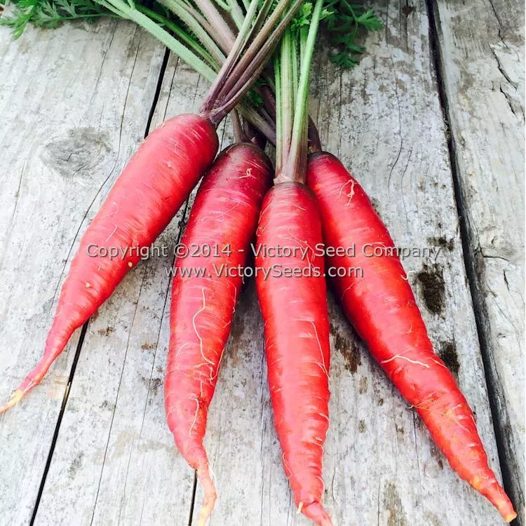 Cosmic Purple Carrot