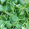 Upland Cress