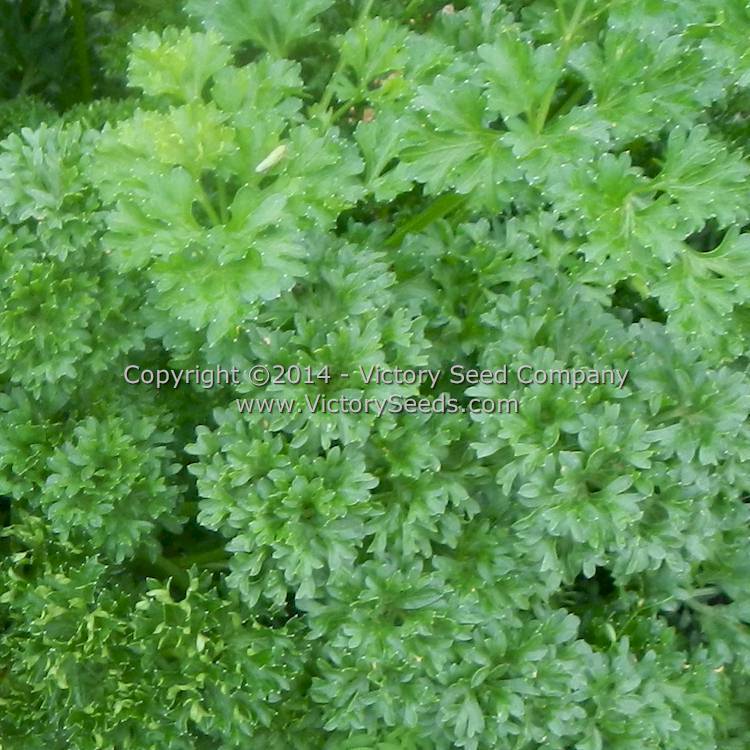 Evergreen Parsley