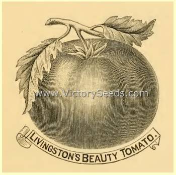Livingston's Beauty Tomato