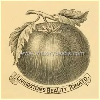 Livingston's Beauty Tomato