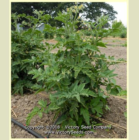 Dwarf Bendigo Moon Tomato