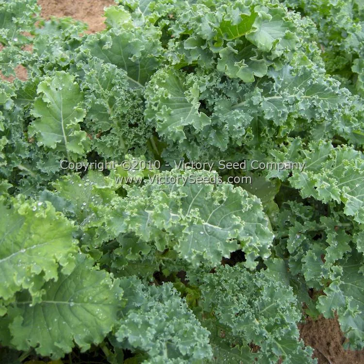 Dwarf Blue Curled Scotch Kale (Vates)