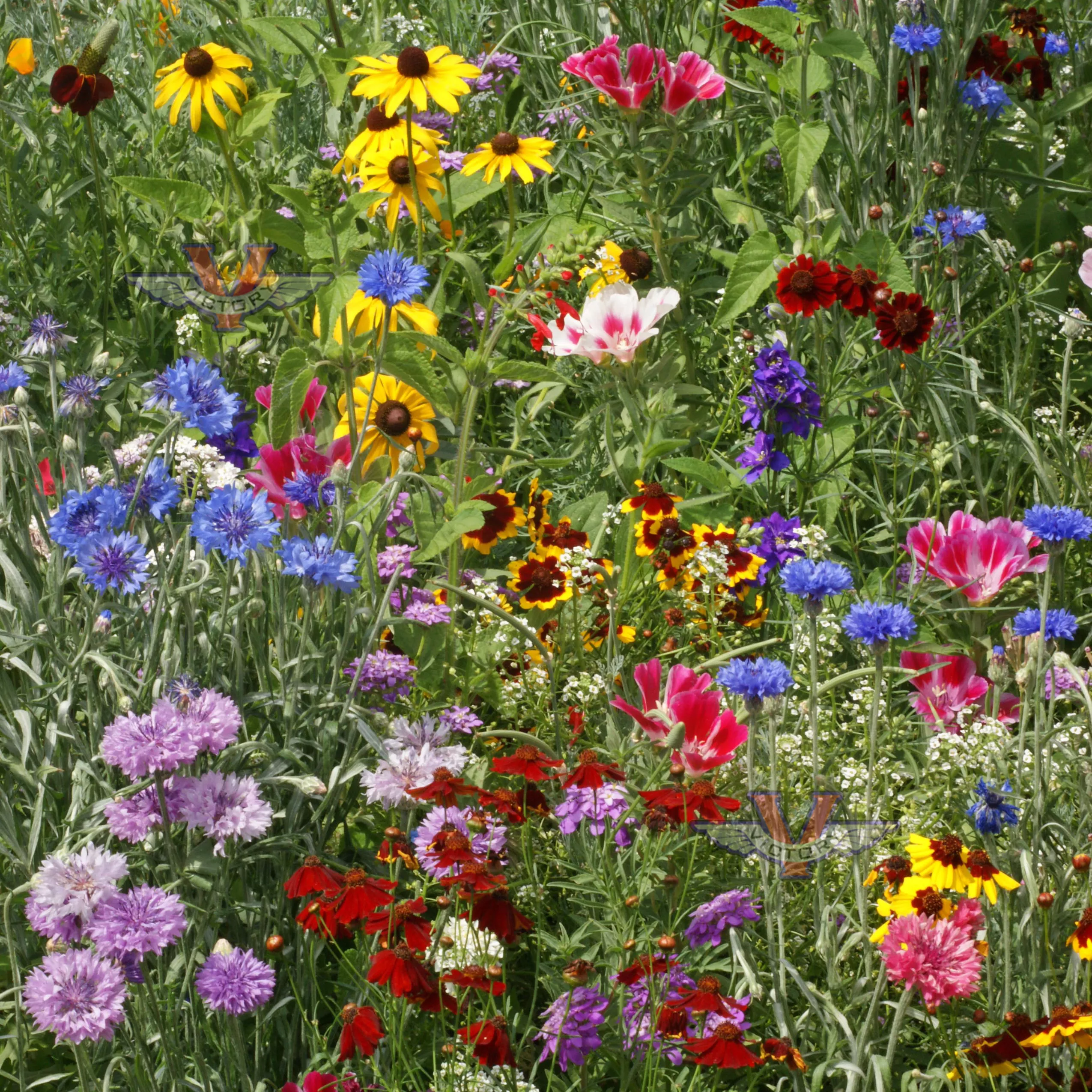 Hummingbird & Butterfly Mix