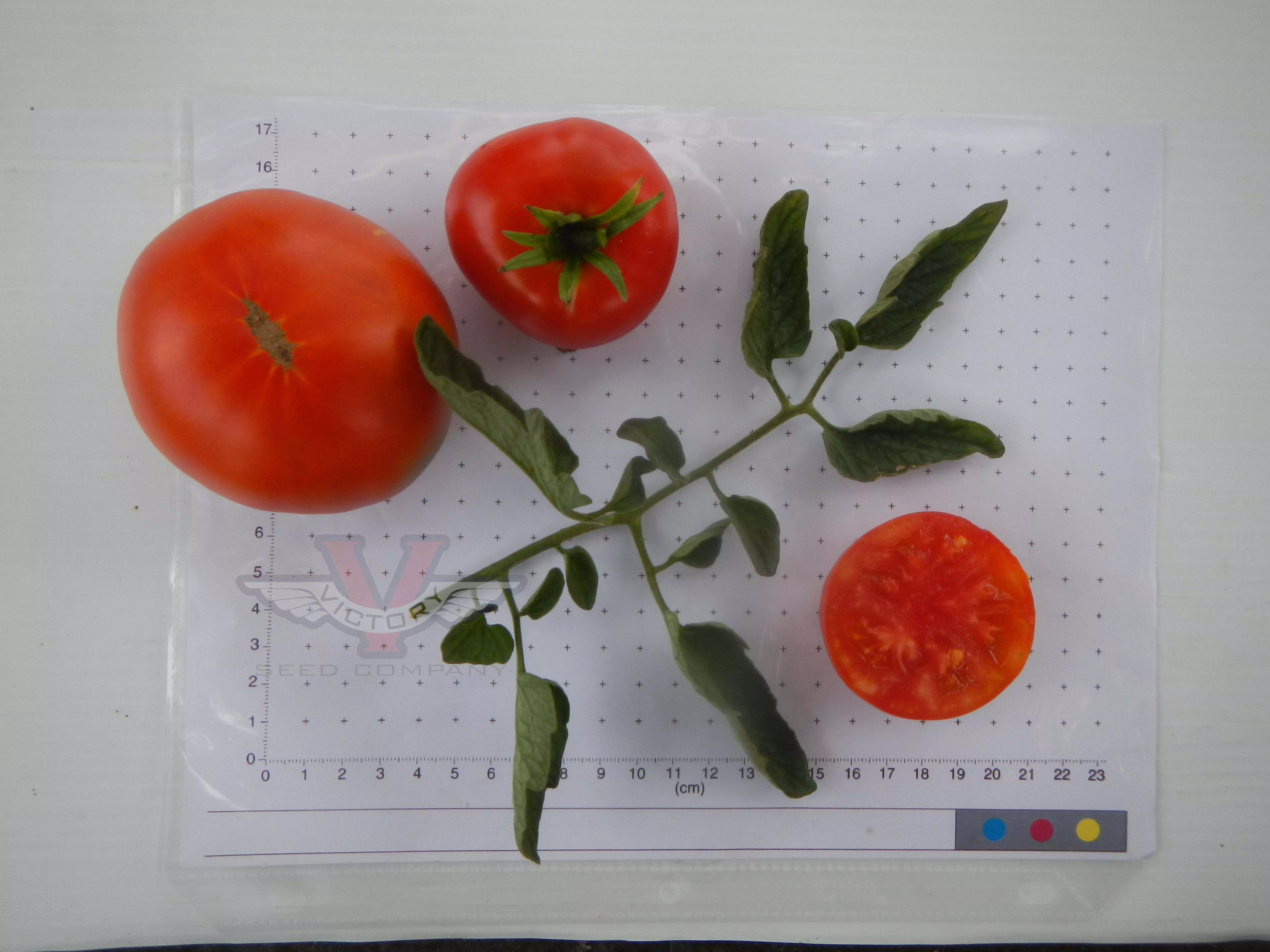 Allred Tomato