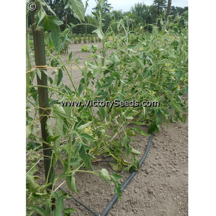 Bethel Bounty Tomato