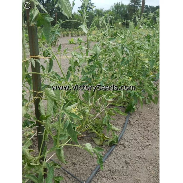 Bethel Bounty Tomato