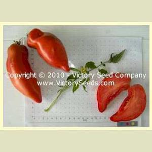 Sarnowski Polish Plum Tomato