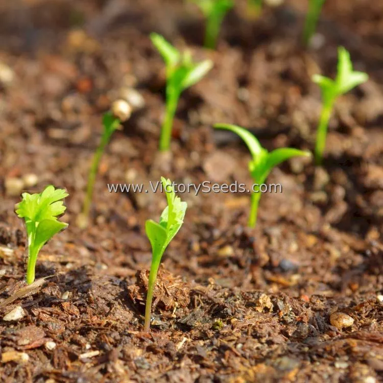 Coriander (Cilantro) - Slow Bolt