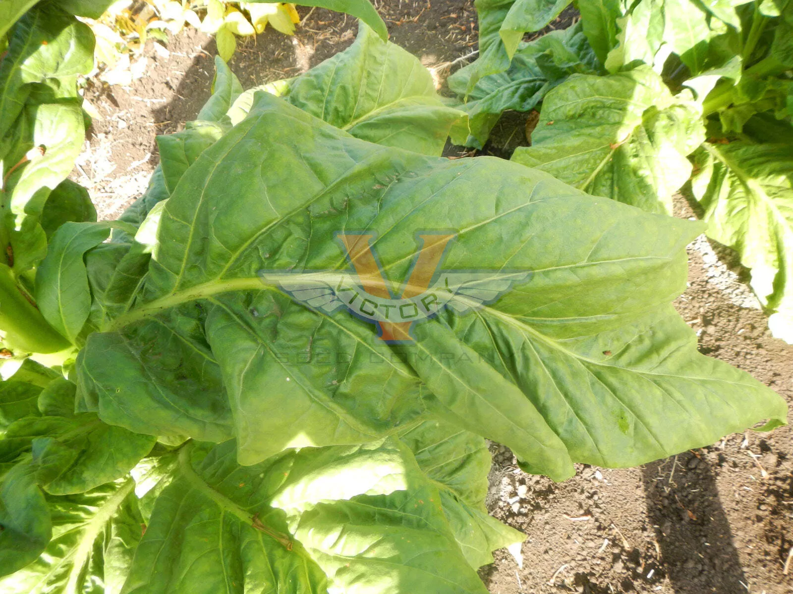 Virginia 12 Tobacco