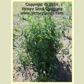 Tait's 'Trucker's Delight' Tomato