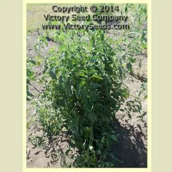 Tait's 'Trucker's Delight' Tomato