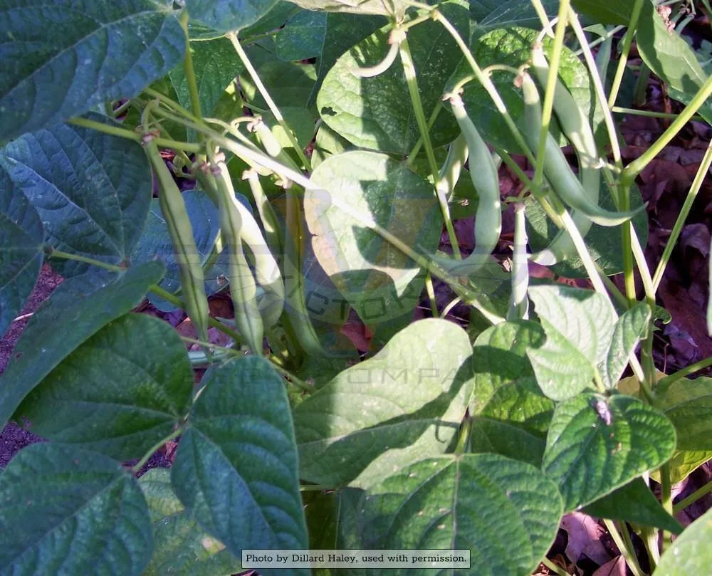 Landreth's Stringless Bush Green Garden Bean