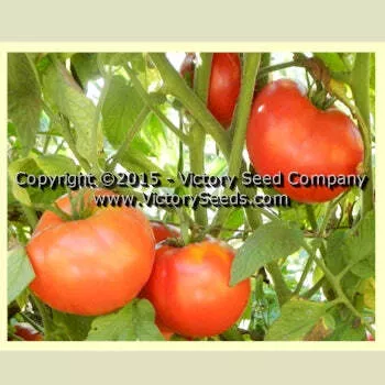 Wayahead Tomato