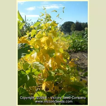 Canatto Soybean