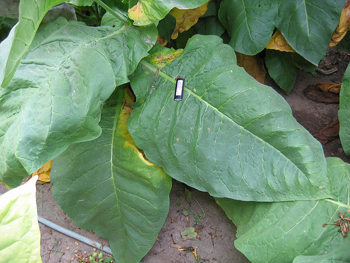 Scantic Tobacco