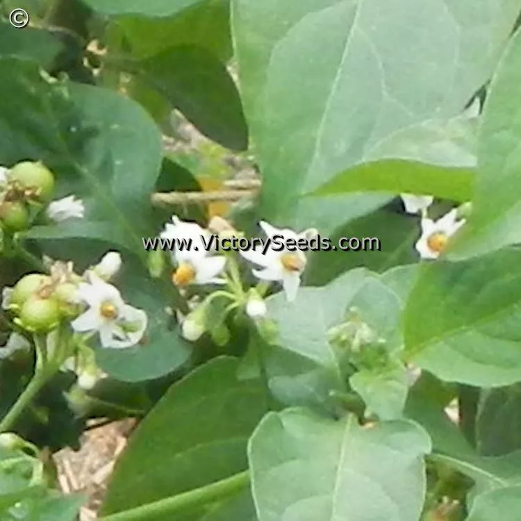 Garden Huckleberry