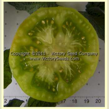 Dwarf Beryl Beauty Tomato