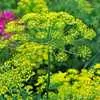 Bouquet Dill
