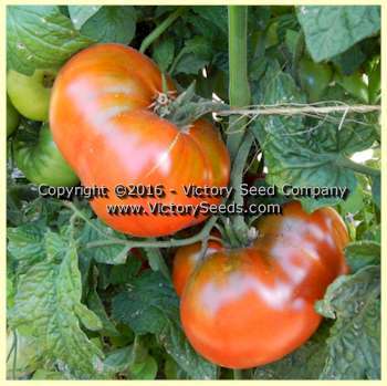 Kookaburra Cackle Tomato