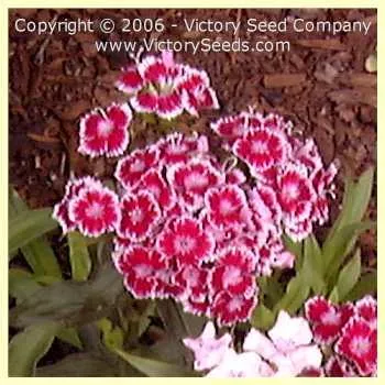 Sweet Williams Pinks