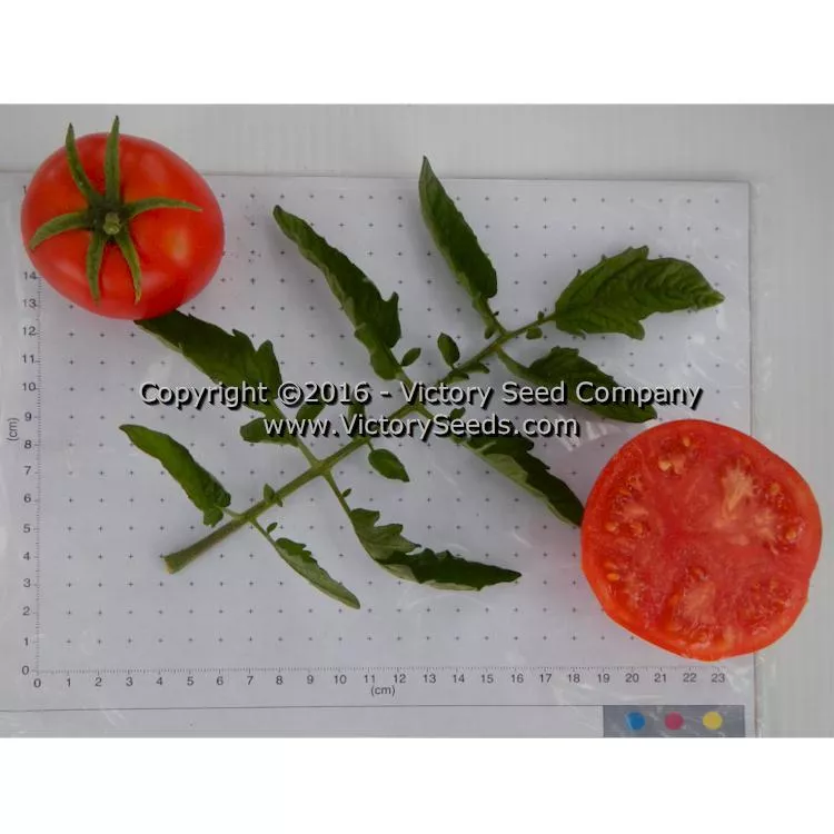Bolgiano's Extremely Early 'I.X.L.' Tomato