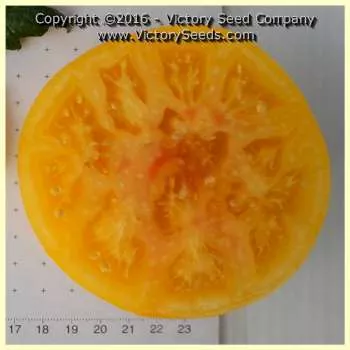 Livingston's Golden Queen Tomato