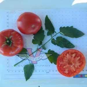 Big Sandy Tomato