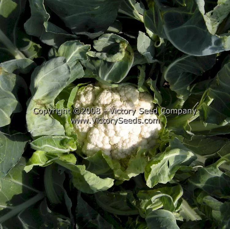 Early Snowball Cauliflower