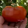 Chocolate Champion Tomato