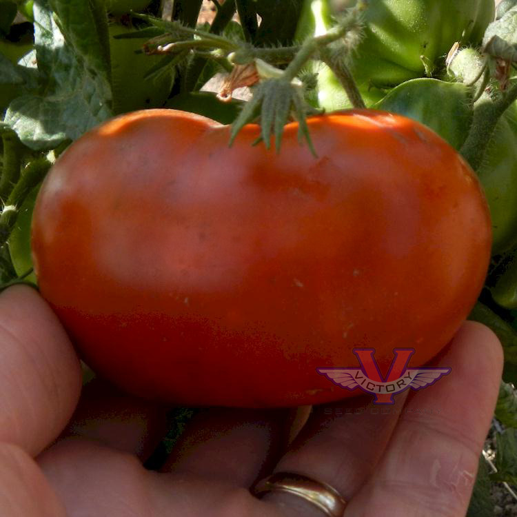 Chocolate Champion Tomato