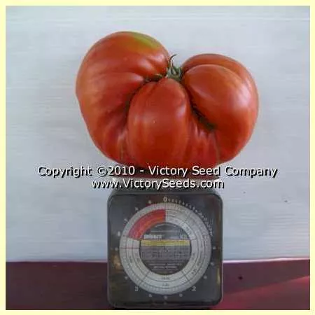 Mediterranean Tomato