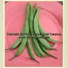 Bountiful Garden Bean