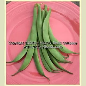 Bountiful Garden Bean