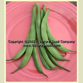 Bountiful Garden Bean