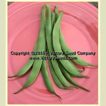 Bountiful Garden Bean