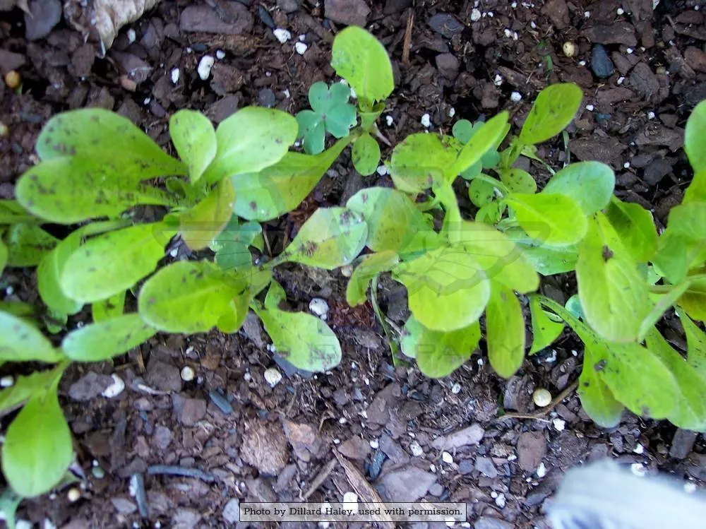 Cimmaron Romaine Lettuce