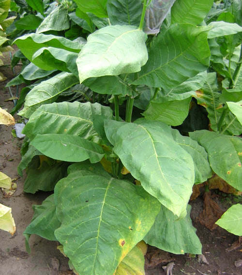 Scantic Tobacco