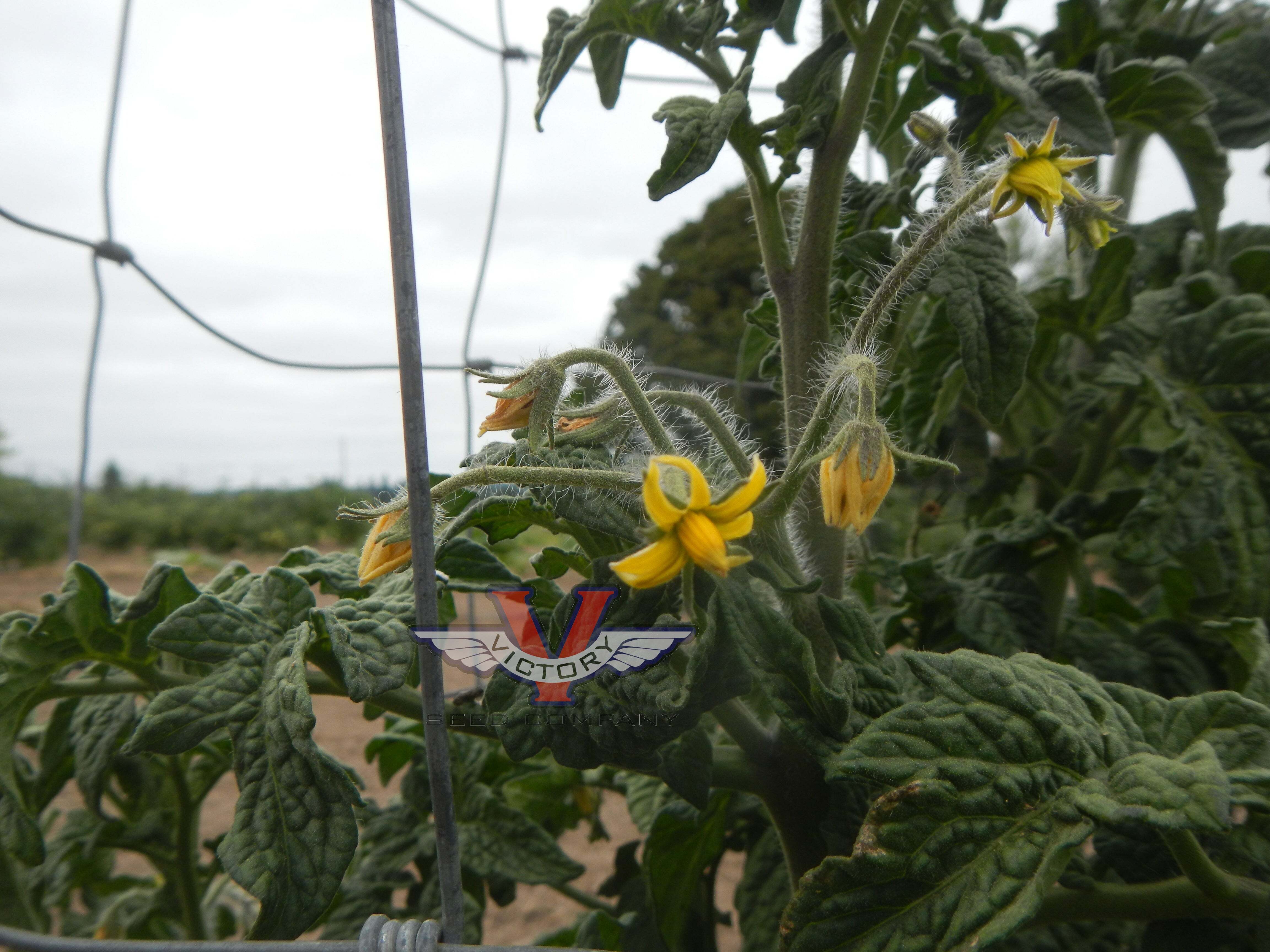 Gondwana Lightning Tomato